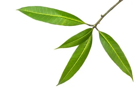 Mango leaf Stock Photos