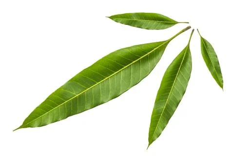 Mango leaf Stock Photos