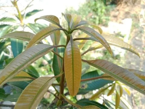 Mango leaf shoots Stock Photos