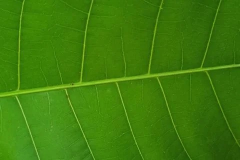 Mango leaf texture Stock Photos