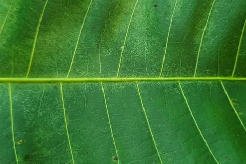 Mango leaf texture Fotos Stock