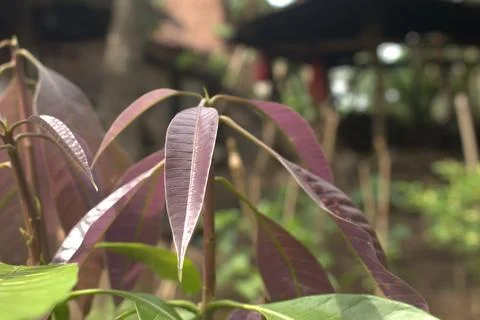 Mango Leaf Tip Stock Photos