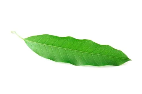 Mango leaf on white background Stock Photos