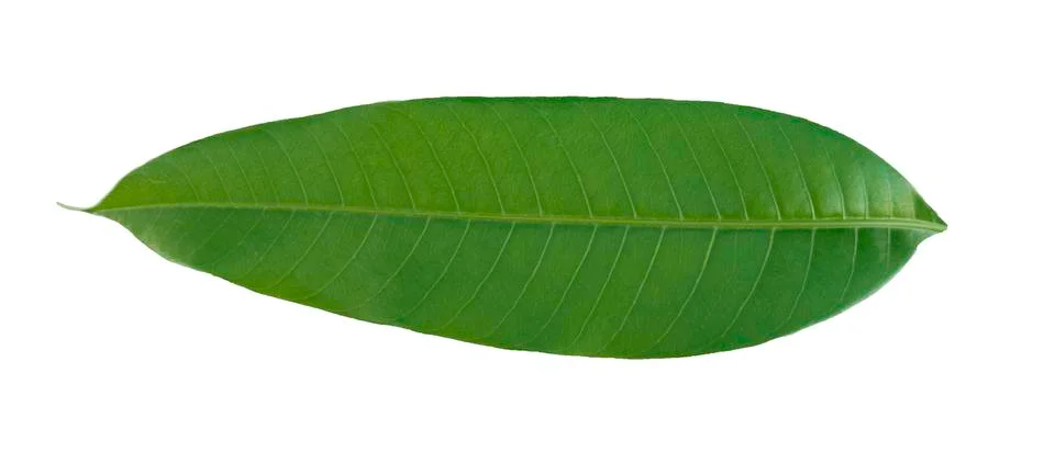 Mango leaf on a white background Stock Photos