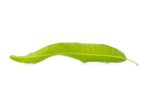 Mango leaf on a white background Foto stock