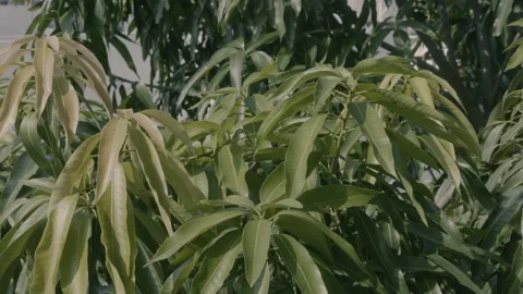 Mango leaves and tree 01 Stock Footage 143615770