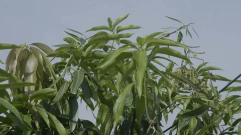 Mango leaves and tree 02 Stock Footage 143615775