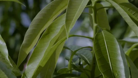 Mango leaves and tree 04 Stock Footage 143615790