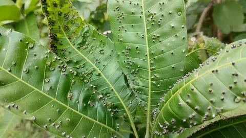 Mango leaves attacked by a pest called Procontarinia matteiana. Stock Footage 310288144
