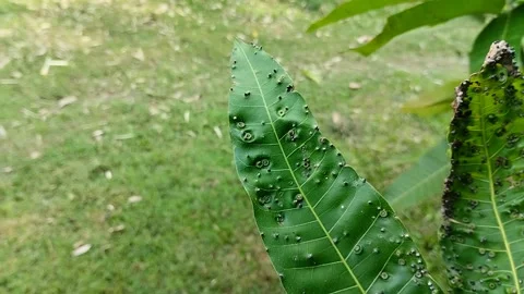 Mango leaves attacked by a pest called Procontarinia matteiana. Stockbeeldmateriaal 310288145