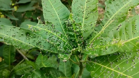 Mango leaves attacked by a pest called Procontarinia matteiana. Stockbeeldmateriaal 310288202