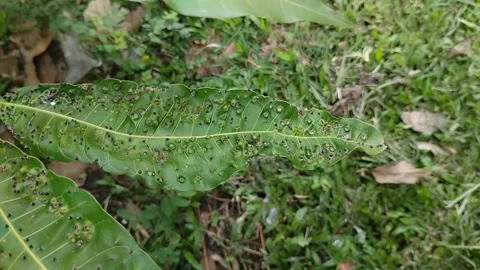 Mango leaves attacked by a pest called Procontarinia matteiana. Stockbeeldmateriaal 310288297