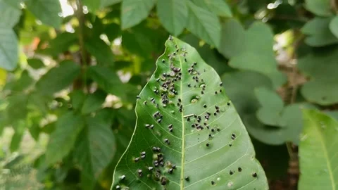 Mango leaves attacked by a pest called Procontarinia matteiana. Stockbeeldmateriaal 310288394