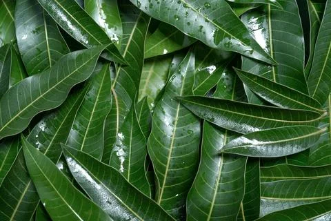 Mango leaves background, beautiful fresh green group with clear leaf vein t.. Stock Illustration