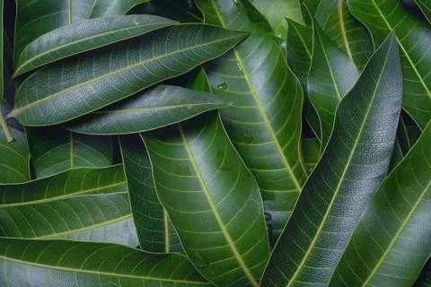 Mango leaves background, beautiful fresh green group with clear leaf vein t.. Stock Photos