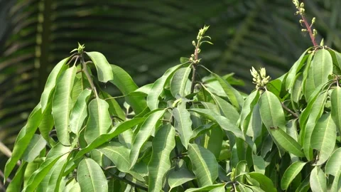 Mango Leaves Closeup Portrait 4K Video Stock Footage 299729787