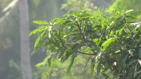 Mango Leaves Closeup Portrait 4K Video Stock Footage 299731573