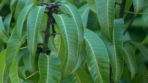 Mango Leaves Cluster on Tree, 4K Stock Footage 50313660