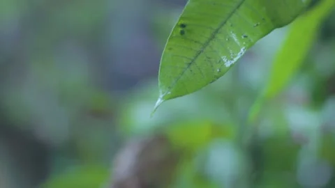 Mango leaves that dripped the rain Stock Footage 234478643