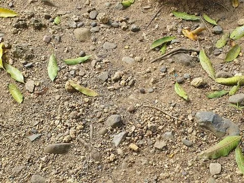 Mango leaves fall on the ground Stock Photos