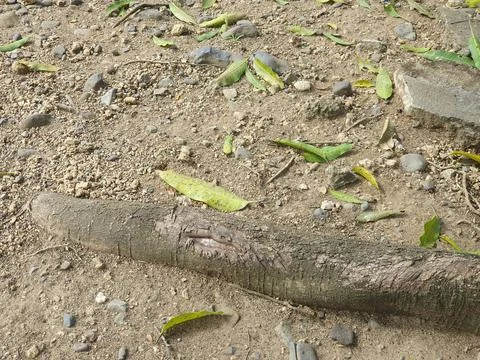 Mango leaves fall on the ground Stock Photos