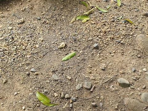 Mango leaves fall on the ground Stock Photos