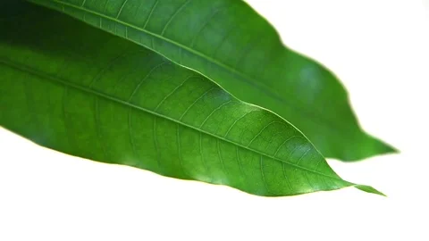 Mango leaves Stock Footage 77117266