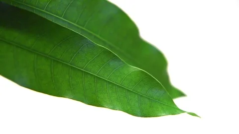 Mango leaves Stock Footage 77117268