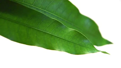Mango leaves Stock Footage 77117271