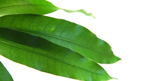 Mango leaves Stock Footage 77117298