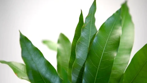Mango leaves Stock Footage 77117344