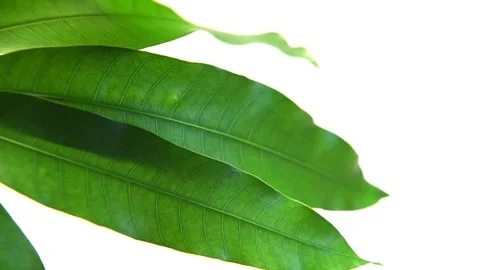 Mango leaves Stock Footage 77117433