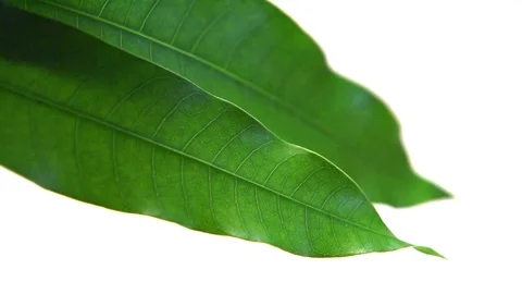 Mango leaves Stock Footage 77117439
