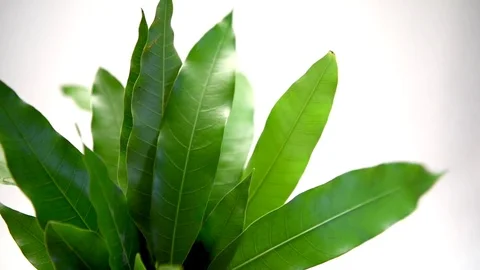 Mango leaves Stock Footage 77117464