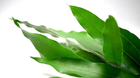 Mango leaves Stock Footage 77117493