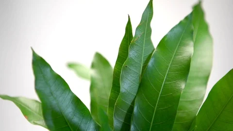 Mango leaves Stock Footage 77117526