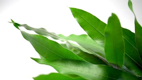 Mango leaves Stock Footage 77117549