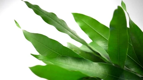 Mango leaves Stock Footage 77117578