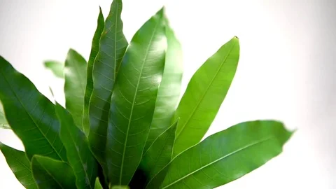 Mango leaves Stock Footage 77117596