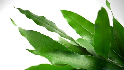 Mango leaves Stock Footage 77117608