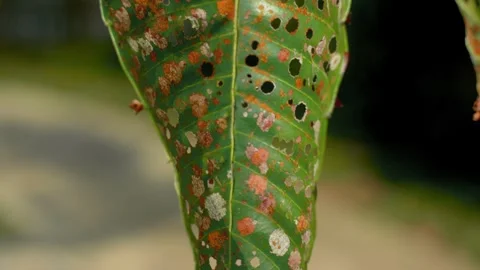 Mango leaves Stock Footage 251880305