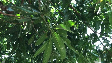 Mango Leaves Stock Footage 287610809