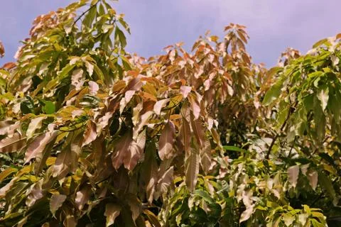 Mango leaves pattern, almost mature.leaves Stock Photos