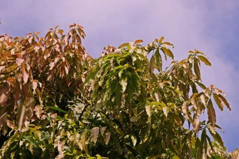 Mango leaves pattern, almost mature.leaves Stock Photos