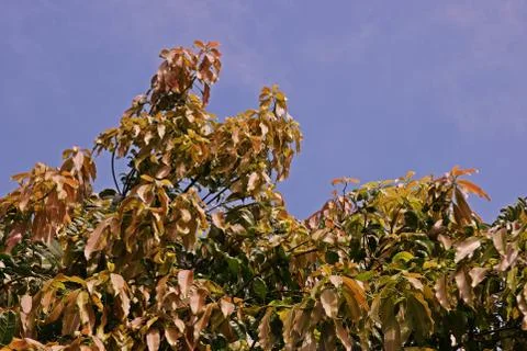 Mango leaves pattern, almost mature.leaves Stock Photos