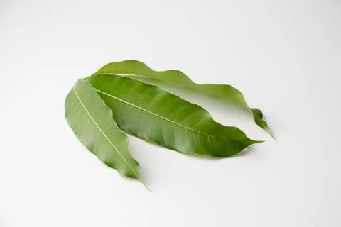 Mango Leaves Stock Photos