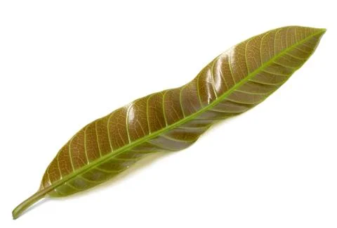 Mango leaves Stock Photos