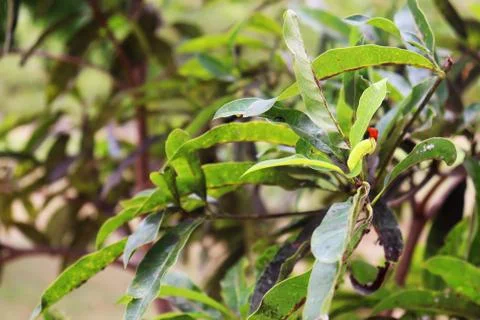 Mango leaves Stock Photos