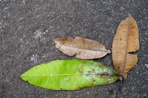 Mango Leaves Foto stock