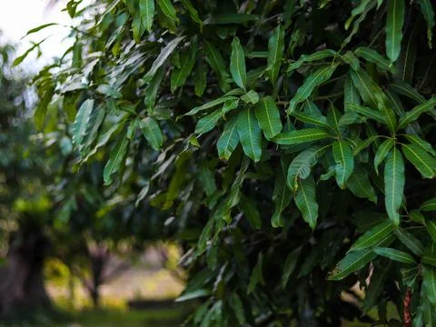 Mango leaves Stock Photos